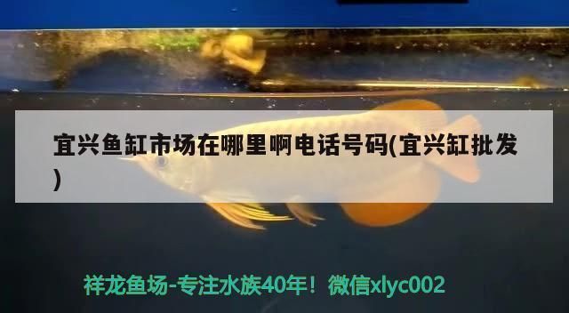 宜春鱼缸批发市场：宜春哪里有卖鱼缸的地方？ 全国观赏鱼市场 第5张