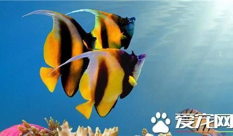 红龙鱼颜色变深了：关于红龙鱼颜色变深的问题 水族问答