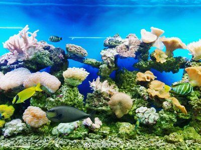 湛江水族馆：湛江旅游攻略之水族篇