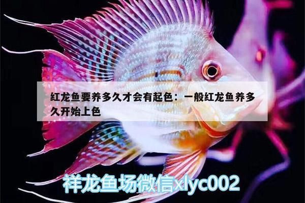 红龙鱼要养多久才会有起色现象：关于红龙鱼发色时间的详细信息