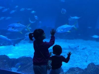 南昌水族馆：南昌旅游攻略，南昌水族馆 全国观赏鱼市场 第1张