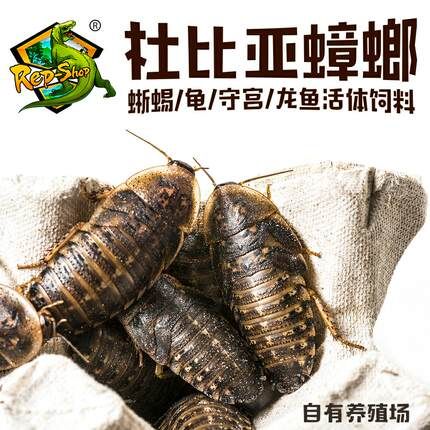 龙鱼吃啥能变色啊图片视频教程：龙鱼增色饲料品牌推荐：龙鱼增色饲料自制方法 龙鱼百科 第5张