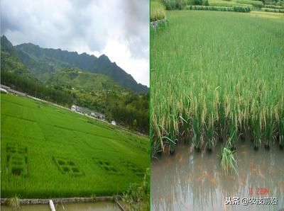 红龙鱼养殖基地：-回答红龙鱼养殖基地的建设与运营进行探讨 水族问答 第2张