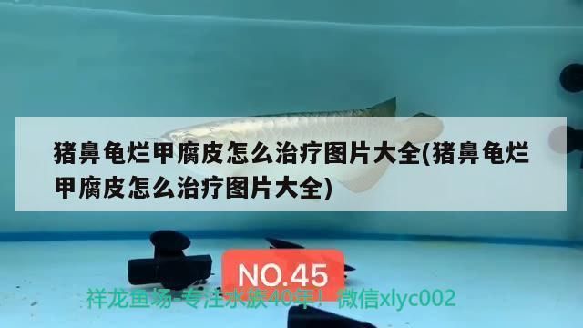 猪鼻龟腐皮用什么药：猪鼻龟烂甲腐皮怎么办 猪鼻龟百科 第1张