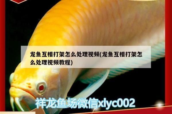 红龙鱼药水哪个牌子好：哪个品牌的红龙鱼药水效果最好？ 水族问答 第2张