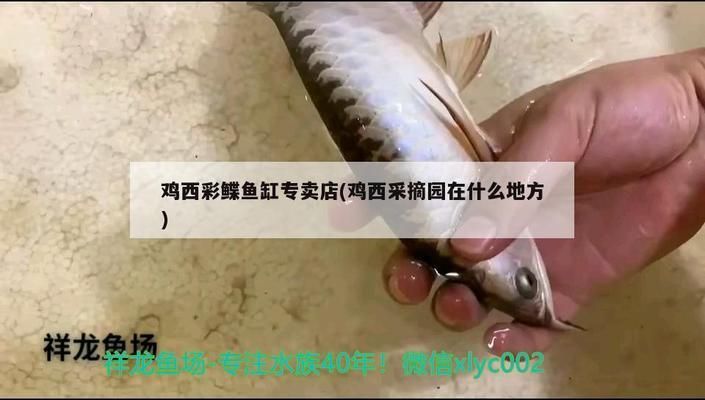 鸡西鱼缸批发市场：鸡西水族批发市场在哪个位置鸡西水族批发市场在哪个位置 全国观赏鱼市场 第4张