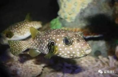 鹤壁水族馆：河南鹤壁水族馆亲子活动安排鹤壁水族馆亲子活动介绍 全国观赏鱼市场 第1张