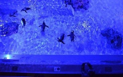 塔城水族馆：塔城市雪燕水族馆 全国观赏鱼市场 第3张