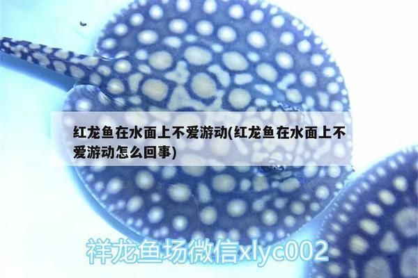 嘉峪关观赏鱼批发市场：嘉峪关水族批发市场 全国观赏鱼市场 第7张