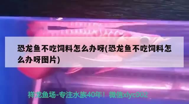 武汉龙鱼专卖店：武汉龙鱼哪里卖的价格高一点 全国观赏鱼市场 第7张