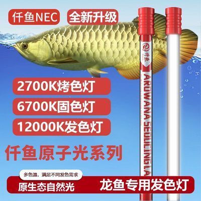 龙鱼用2700k的灯有什么好处：2700k的灯对于红龙鱼养殖的影响