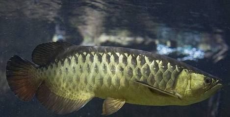 龙鱼水族馆：珠海龙鱼水族馆 龙鱼百科 第2张