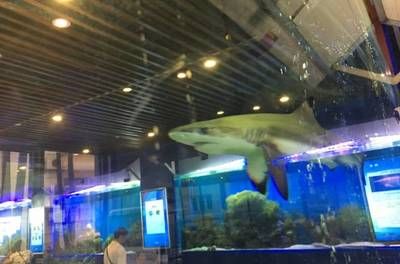 龙鱼水族馆：珠海龙鱼水族馆 龙鱼百科 第1张