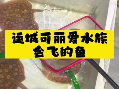 运城龙鱼专卖店：运城哪里有卖鱼缸的实体店铺地址和电话 全国观赏鱼市场 第1张