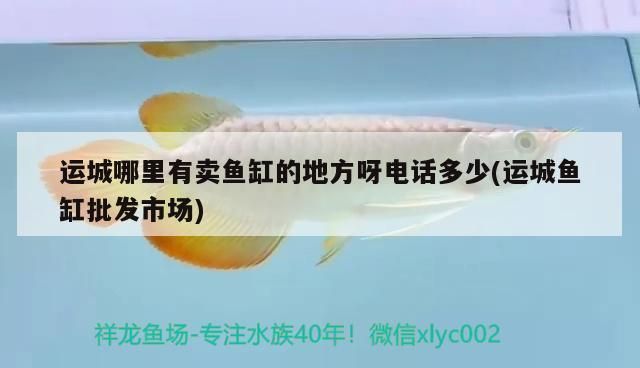 运城龙鱼专卖店：运城哪里有卖鱼缸的实体店铺地址和电话 全国观赏鱼市场 第5张