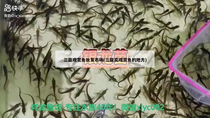 三亚水族批发市场 全国观赏鱼市场 第8张