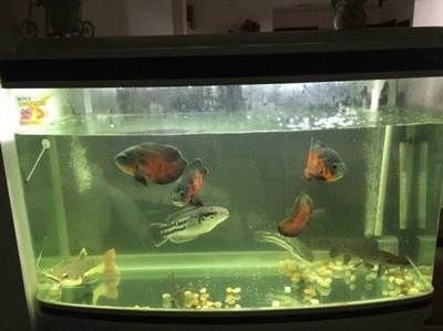 招财猫鱼混养适宜水族箱尺寸：招财猫鱼和龙鱼混养水质管理技巧 龙鱼百科 第2张