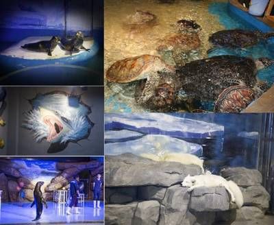 岳阳水族馆：岳阳水族馆开放时间安排岳阳水族馆亲子活动安排 全国观赏鱼市场 第3张