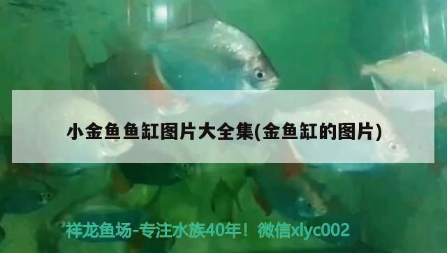 三明观赏鱼批发市场：三明观赏鱼批发市场有哪些 全国观赏鱼市场 第6张