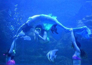 桂林水族馆：桂林旅游攻略桂林水族馆 全国观赏鱼市场 第2张