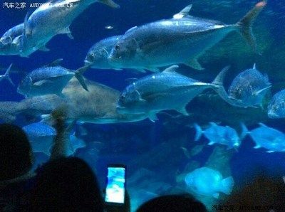 南充水族馆 全国观赏鱼市场 第3张