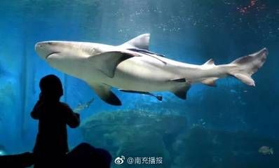 南充水族馆 全国观赏鱼市场 第2张