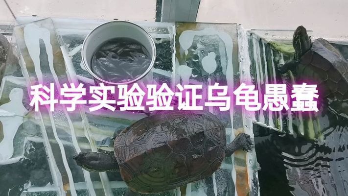 猪鼻龟智商高吗：世界上最可爱的乌龟------猪鼻龟 猪鼻龟百科 第1张