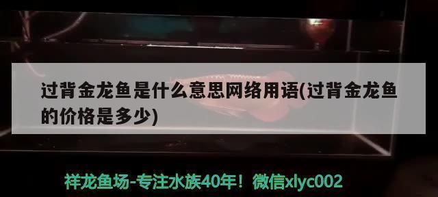 过背金龙鱼是什么意思网络用语怎么说的：“过背金龙鱼”在网络用语中并没有特殊的含义 金龙鱼百科 第2张