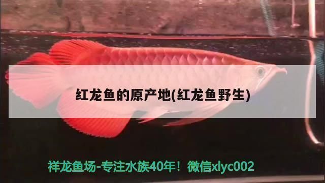 大理白族自治州水族批发市场：水族批发市场 全国观赏鱼市场 第7张