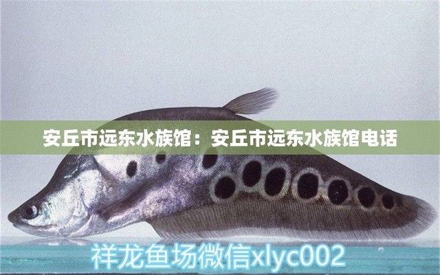 贺州水族馆：贺州家美水族馆 全国观赏鱼市场 第4张