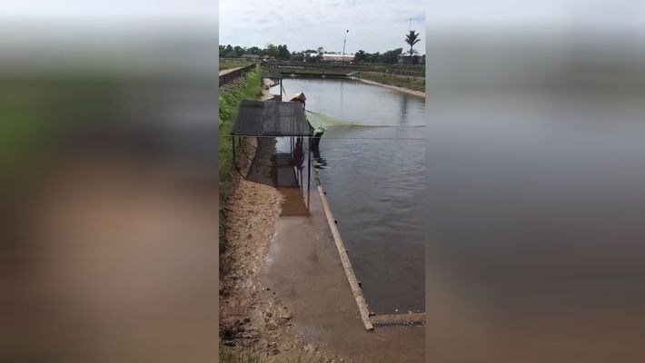 金龙鱼种植基地：南京金龙鱼种植基地 金龙鱼百科 第1张