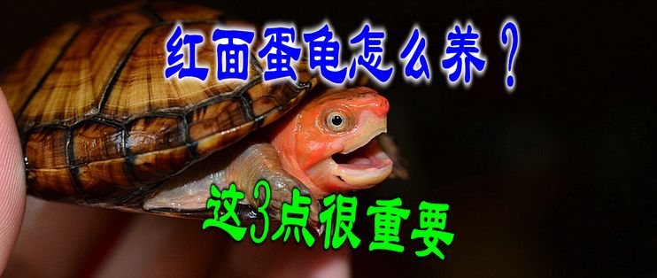 龙鱼的饲料可以喂红面蛋龟：红面蛋龟的喂养方法 红龙鱼百科 第5张