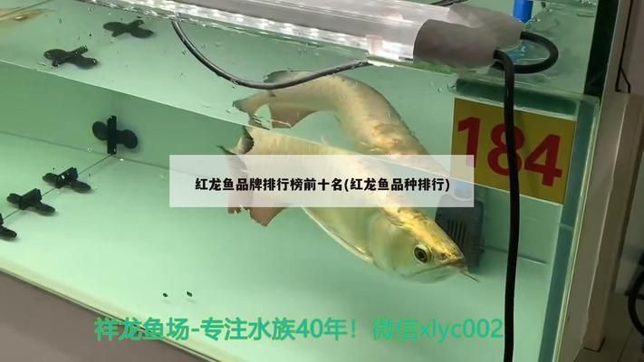 红龙鱼品牌排行榜前十名：2024年红龙鱼品牌排行榜前十名 红龙鱼百科 第2张