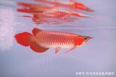 红龙鱼品牌有哪些产品好用：redphoenix红龙鱼市场评价 红龙鱼百科 第3张