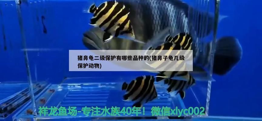 猪鼻龟何时划入二级保护动物名单：探讨猪鼻龟何时被列为国家二级保护动物 猪鼻龟百科 第2张