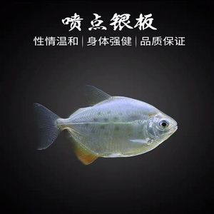 细线银板鱼苗饵料选择指南：细线银板鱼苗饲料自制方法 龙鱼百科 第3张