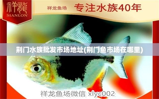 荆门水族批发市场 全国观赏鱼市场 第7张