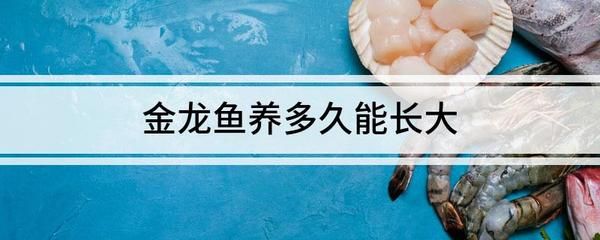 过背金龙鱼能长多长：过背金龙鱼在良好的饲养条件下可以长到40厘米之间 金龙鱼百科 第4张