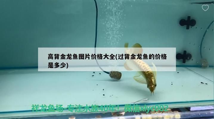 过背金龙鱼的价格和图片：过背金龙鱼价格和图片 金龙鱼百科 第2张