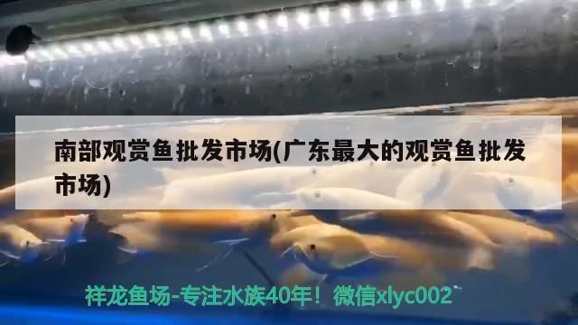 国际渔业政策如何调控雪龙鱼价格：国际渔业政策是如何通过调控雪龙鱼的捕捞量、贸易限制、国际合作来影响其市场价格的 龙鱼百科 第5张