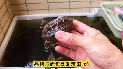 红眼银龙鱼：-红眼银龙鱼的健康需要注意的地方 水族问答 第1张