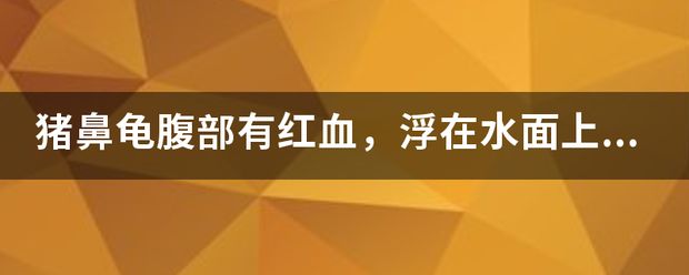 猪鼻龟身上充血：猪鼻龟充血发红怎么回事，龟头充血发红怎么回事 猪鼻龟百科 第3张