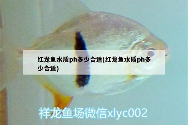 蝴蝶鲤和龙鱼可以一起养吗：蝴蝶鲤和龙鱼可以一起养吗？ 水族问答 第2张