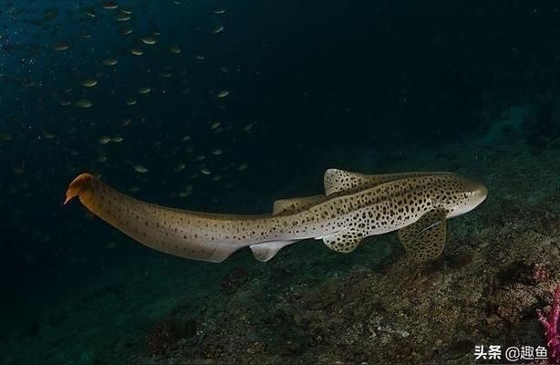 虎龙鱼喂什么发色好：-虎龙鱼饲养技巧 水族问答 第2张