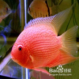 虎龙鱼喂什么发色好：-虎龙鱼饲养技巧 水族问答 第1张