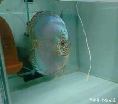 虎鱼打龙鱼会和解么：虎鱼与龙鱼会和解吗？ 水族问答