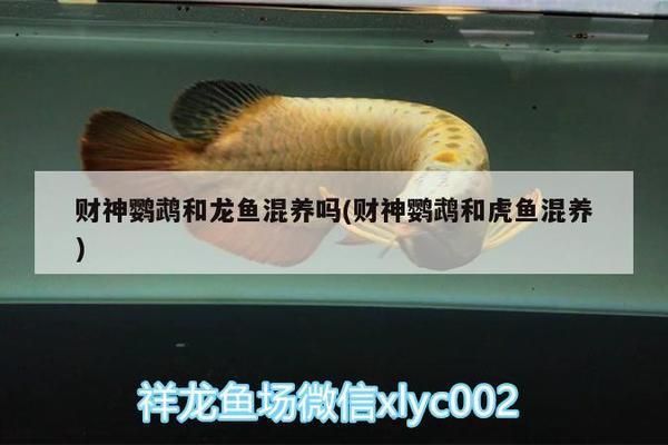 滨州水族批发市场：滨州市六街海鲜批发市场 全国观赏鱼市场 第3张