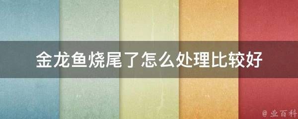 金龙鱼烧尾怎么解决：如何解决金龙鱼烧尾问题 金龙鱼百科 第5张