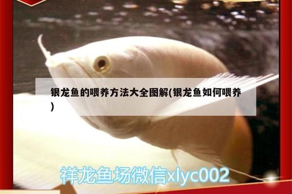 金龙银龙鱼怎么养活的：金龙和银龙的饲养方法 水族问答 第1张