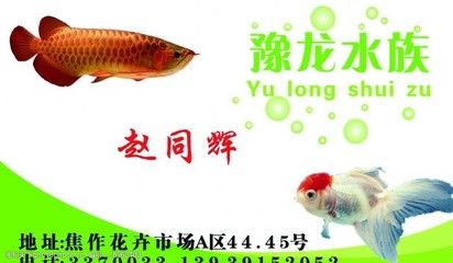 焦作水族批发市场：河南焦作水族批发市场水族批发市场选购商品在哪里 全国观赏鱼市场 第2张